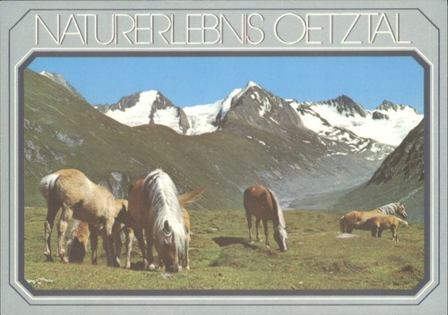 Vintage haflinger horses - vintage,