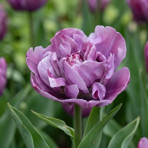 Tulip blue diamond - diamond', x10