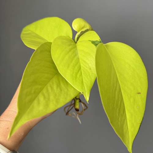 Epipremnum aureum neon pothos - aureum,