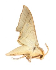 LEPIDOPTERA, SPHINGIDAE