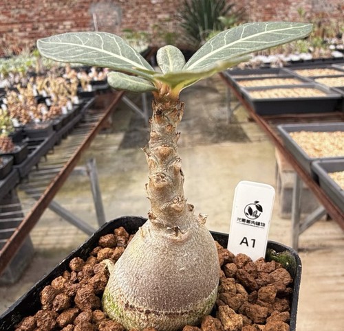 Rarelive house plant adenium - house,