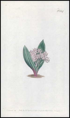 1808 curtis botanical massonia - botanical,