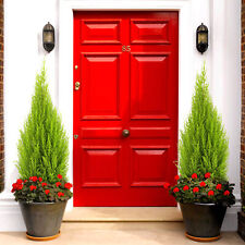 Pair of Cupressus Wilma Goldcrest Evergreen Outdoor Garden Patio Tree Plants