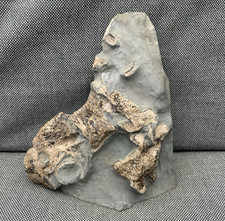 Rare fossil crocodile bone - fossil,