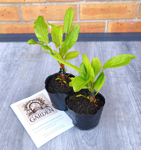 Lemon flavoured leaves - lemon,