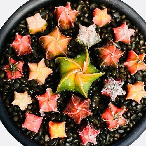 Seeds astrophytum - x,