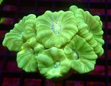 MINT CANDY CANE FRAG - TWO