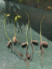 5 X English Oak Tree saplings