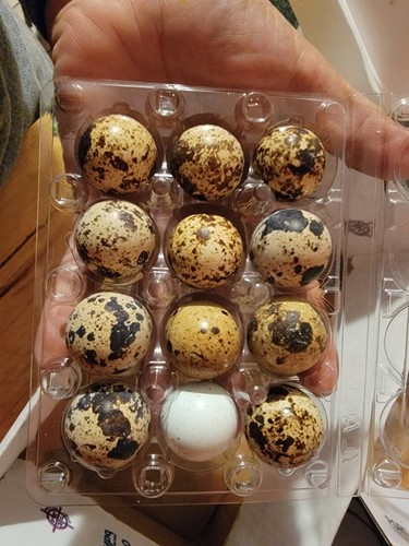 Quail egg - quail,