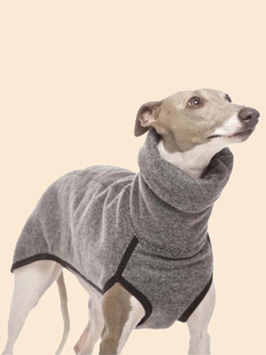 Pet dog winter - dog,