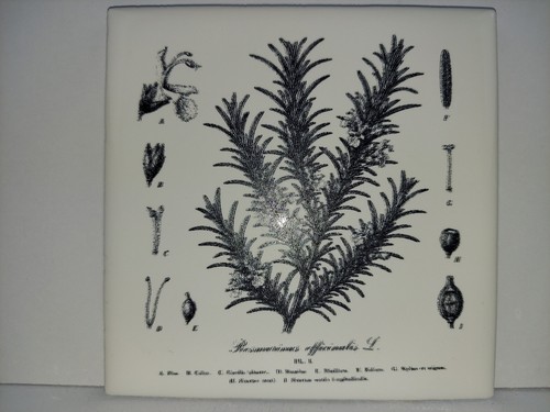 Vintage rosemary botanical - vintage,