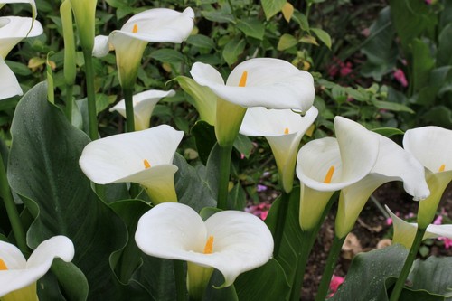Bog arum calla palustris - calla,