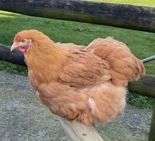 BUFF ORPINGTON X 6 large fowl