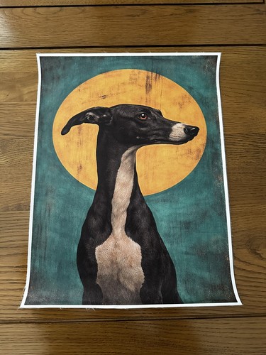 Black white whippet - white,