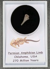 Fossil amphibian limb - fossil, bone