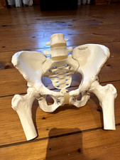 Human Pelvis Skeleton Model