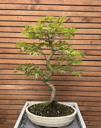 Japanese maple acer - japanese,