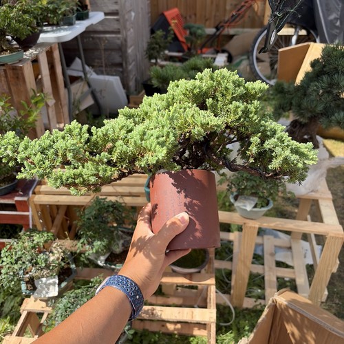 Pearl cypress bonsai - pearl,