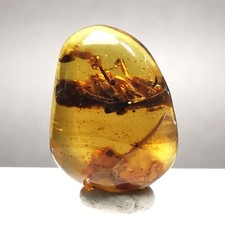 3.4ct Burmese Amber w. Insect