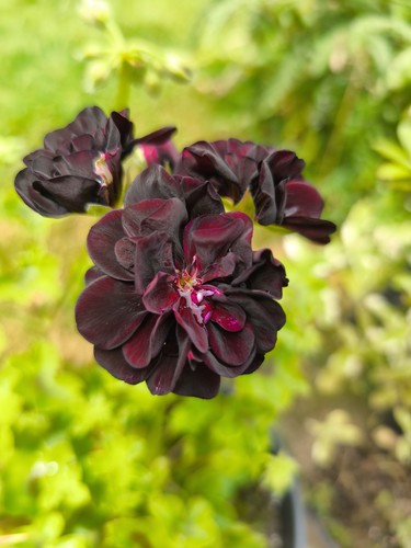 Geranium pelargonium ivy - geranium,
