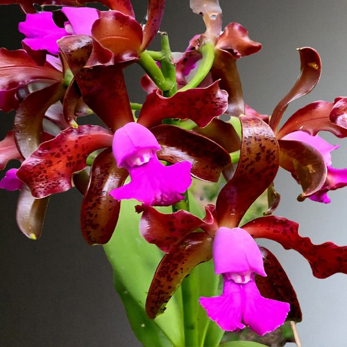 Cattleya leopoldii fragrant - leopoldii.,