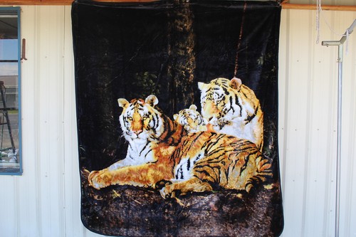 Tiger tigers and cub baby - tigers,