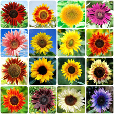 1000+ Sunflower Seeds for