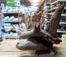 Large Corbo Root Aquarium