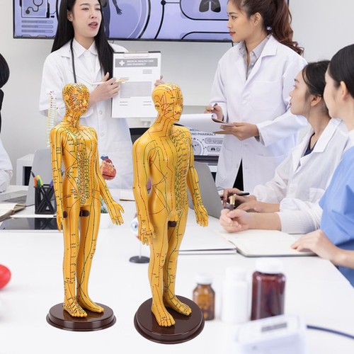 Acupuncture model accurate - model,