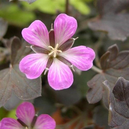 Geranium dusky rose - rose, plug