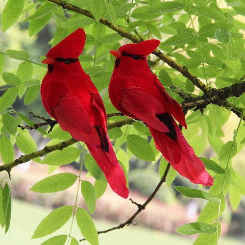 Red cardinal birds - cardinal,