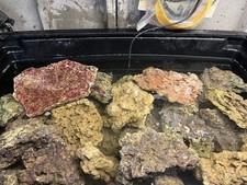 Marine Live Rock £6 Per Kg