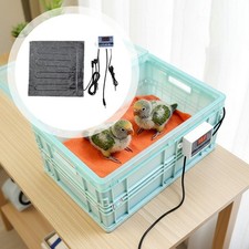 Bird brooder chick incubator - bird,