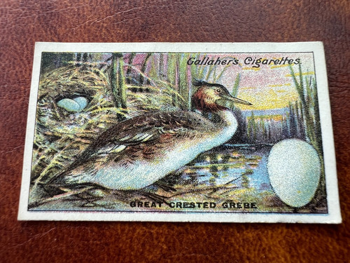 Gallaher birds nests eggs - &,