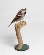 Taxidermy House Sparrow