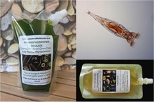 BUNDLE! Marine Phytoplankton |