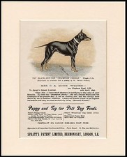 ENGLISH TOY TERRIER LOVELY