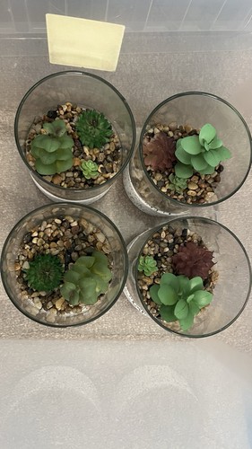 Echeveria succulent potted - succulent,