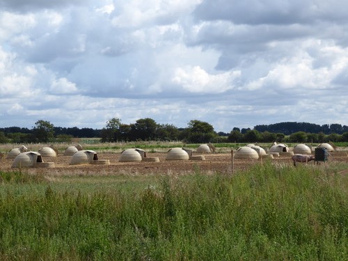 Photo 6x4 pig arks - photo, near
