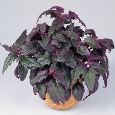 Gynura Purple Passion - Velvet