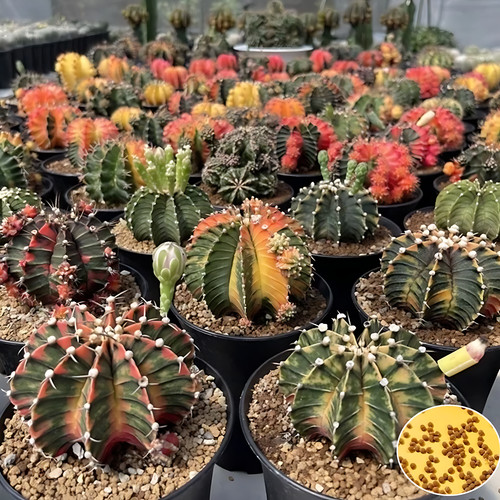 Gymnocalycium friedrichii - gymnocalycium,