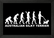 Australian Silky Terrier