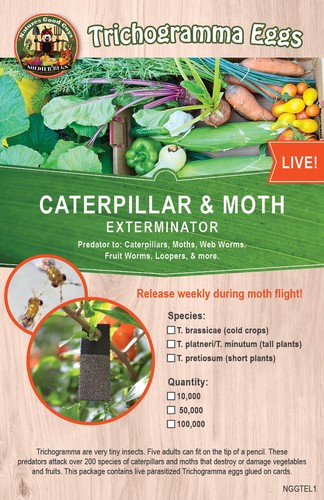 Bug sales caterpillar moth - caterpillar,