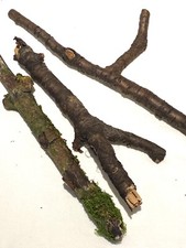 Rainforest Moss, Branches