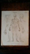 1804 ORIGINAL ANTIQUE COPPER ENGRAVING MEDICAL - ANATOMY SKELETON MYOLOGY