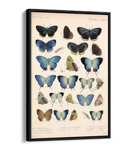 BLUE PAPILLION BUTTERFLY