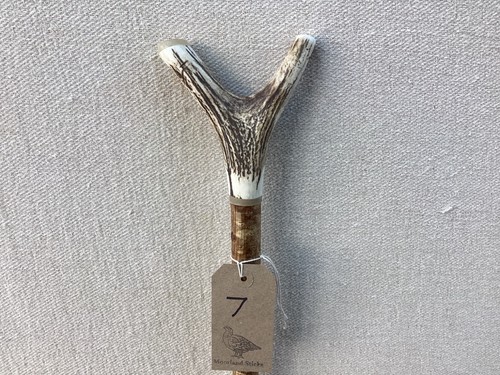 Red deer antler walking - antler,