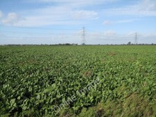 Photo 6x4 Sugar beet