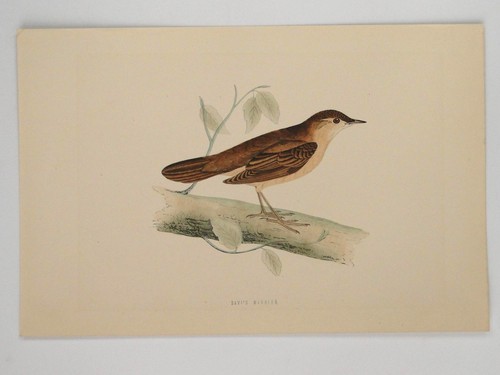 Savi warbler british - savi's, bird