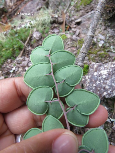 Pellaea cordifolia fern - pellaea, |